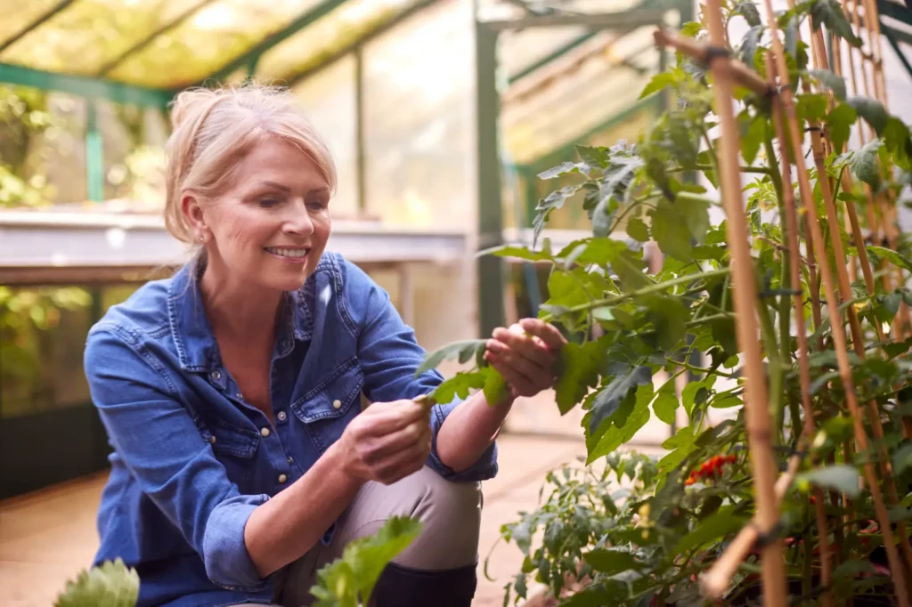 Woman in a denim shirt examines green plants growing on supports inside a greenhouse.